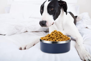  Stainless Steel Dog Bowls   