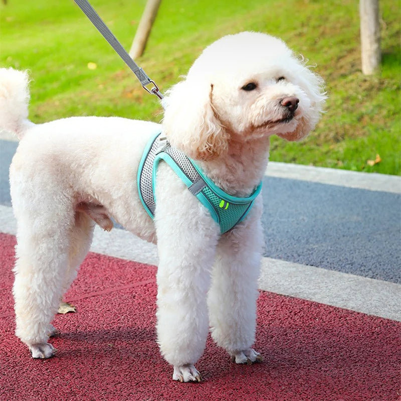 Adjustable Dog Harness  