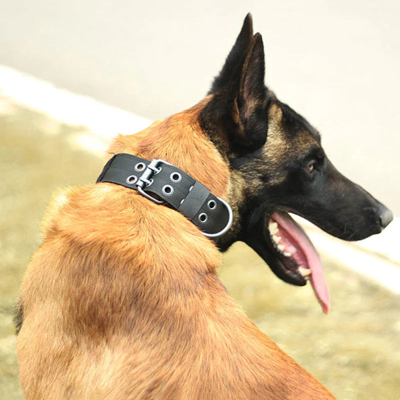 Miitary Dog Collar 