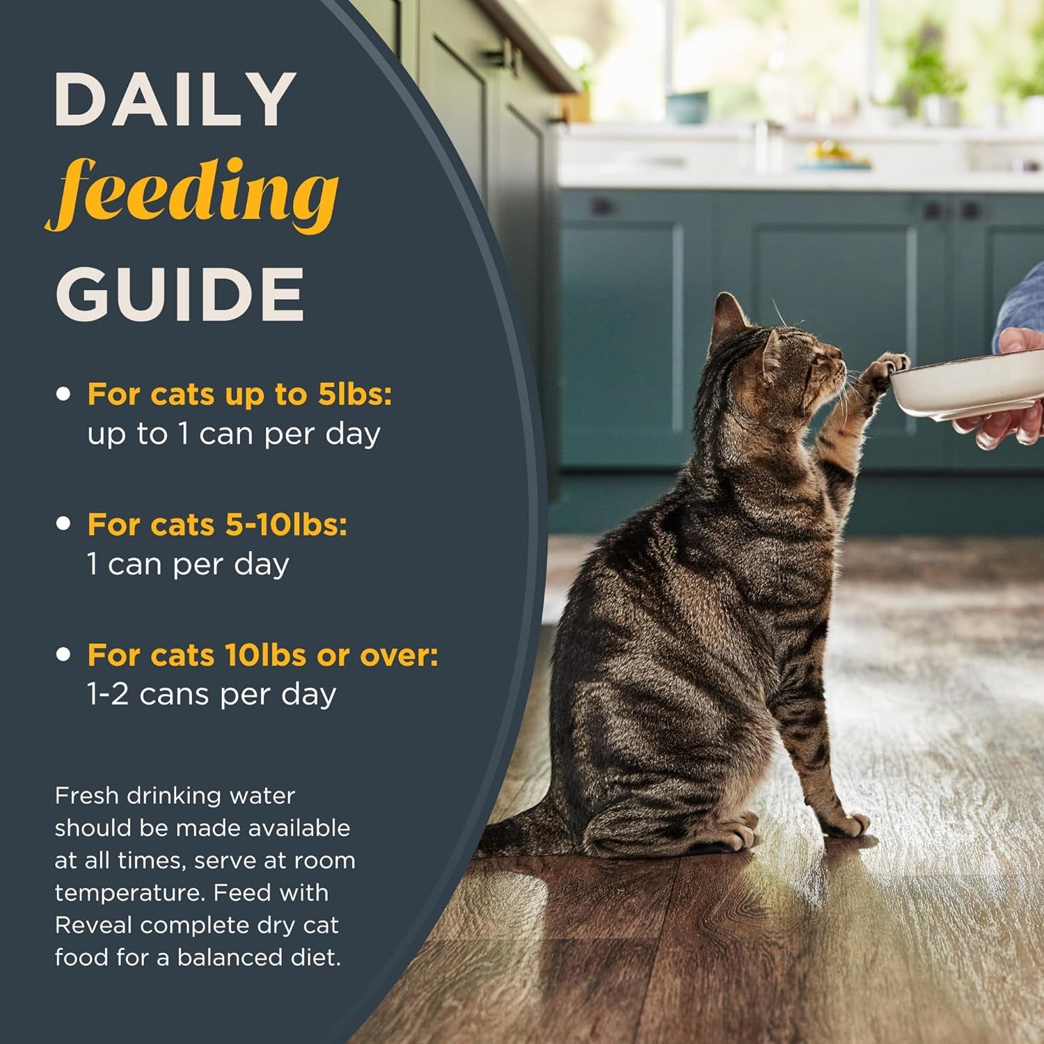  Grain Free Cat Food